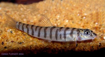 Schistura beavani Schistura beavani