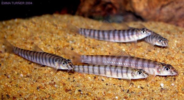 Schistura beavani Schistura beavani