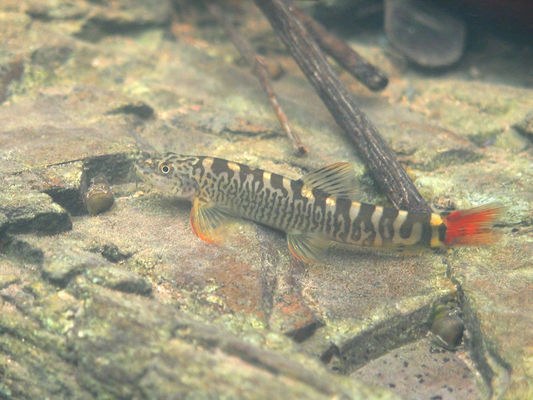 Schistura cf. mahnerti - shot in habitat, Dongwe River, Western Thailand