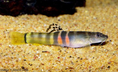 Schistura cf. balteata - Yellow Schistura cf. balteata - Yellow