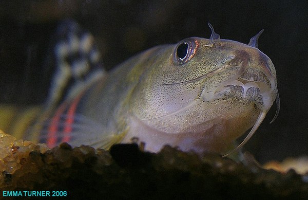 Schistura cf. balteata - Mouth Closeup