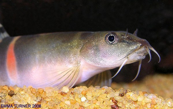 Schistura cf. balteata - Head closeup