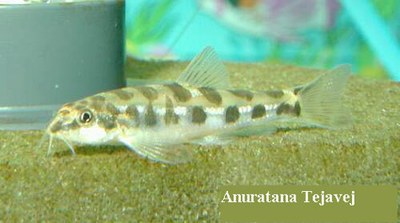 Schistura geisleri Schistura geisleri