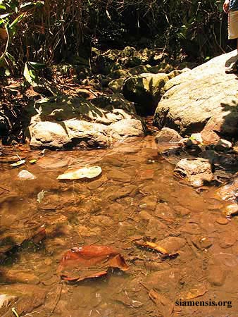 Schistura kohchangensis habitat, Thailand