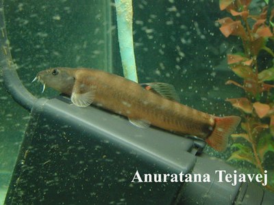 Schistura menanensis Schistura menanensis