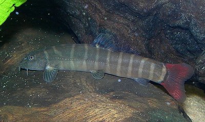 Schistura nicholsi Schistura nicholsi