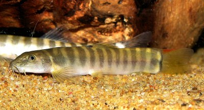 Schistura obeini Schistura obeini