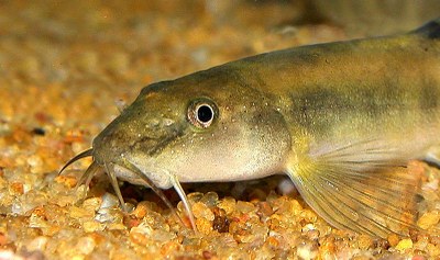 Schistura obeini Schistura obeini