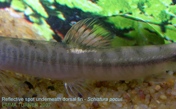 Schistura poculi - reflective spot underneath dorsal fin