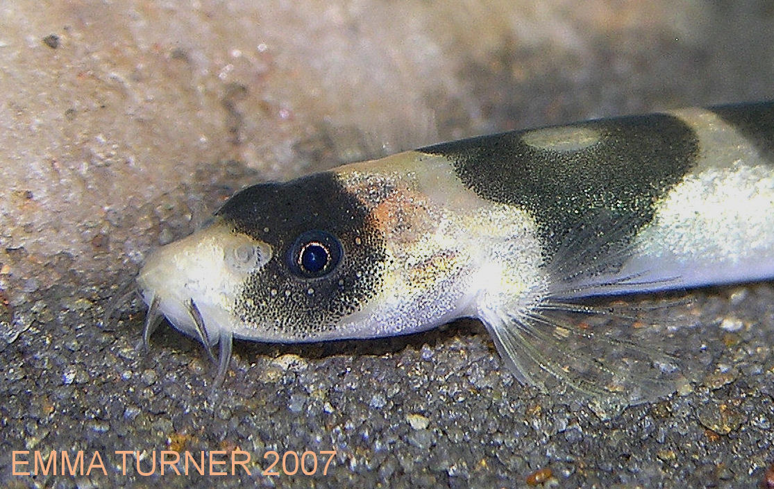 Schistura pridii - close-up