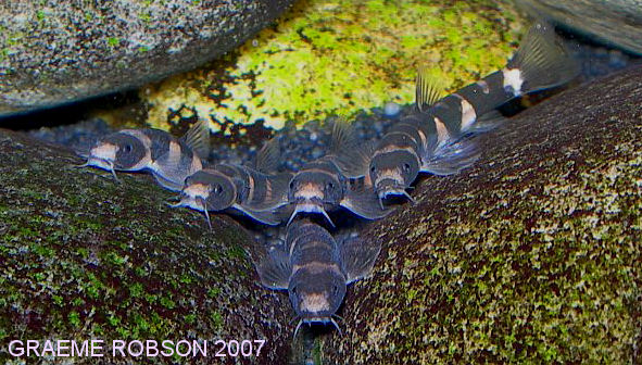 Schistura pridii - group shot