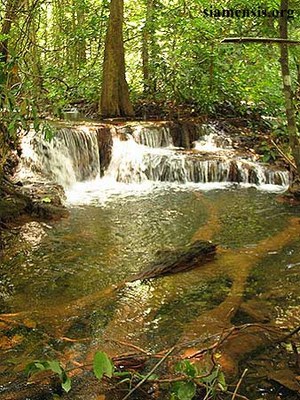 Schistura reidi habitat, Thailand