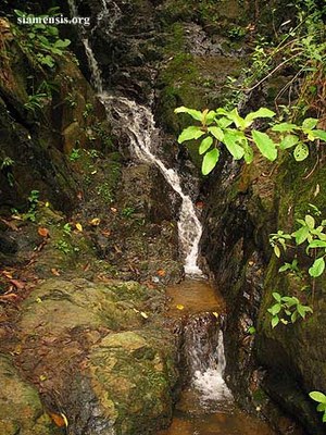 Schistura robertsi habitat, Phuket, Thailand