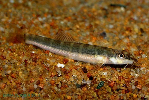 Schistura savona Schistura savona