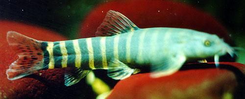 Schistura scaturgina