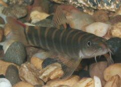 Schistura similis Schistura similis