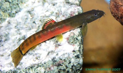 Schistura sp. "Crimson" Schistura sp. "Crimson"