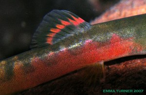 Schistura sp. "Crimson" - Closeup of dorsal fin area