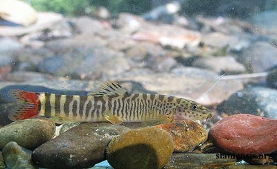 Schistura vinciguerrae Schistura vinciguerrae