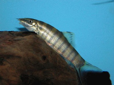 Sinibotia robusta Sinibotia robusta
