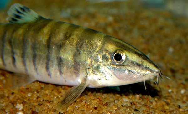 Sinibotia robusta Sinibotia robusta