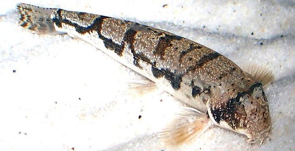 Somileptus gongota