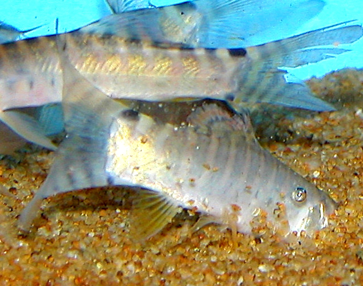 Syncrossus helodes actively burrowing in the substrate