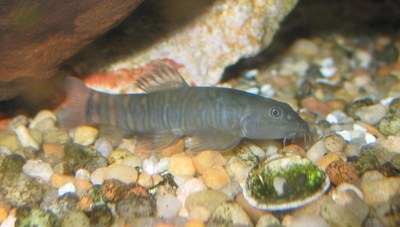 Schistura finis Schistura finis