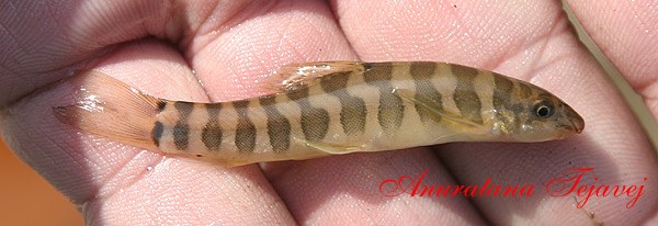Schistura maepaiensis Schistura maepaiensis