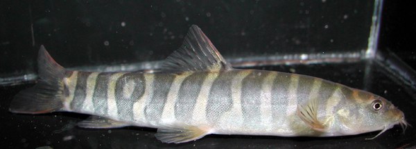 Schistura multifasciata