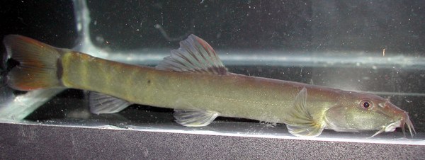 Schistura rupecula Schistura rupecula