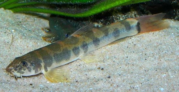 Schistura spilota Schistura spilota