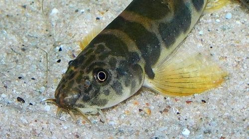 Schistura spilota - Head closeup