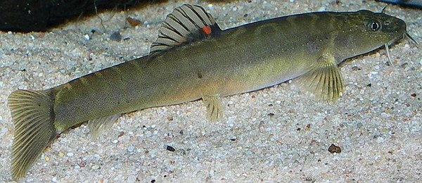Schistura waltoni Schistura waltoni