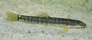 Schistura waltoni Schistura waltoni