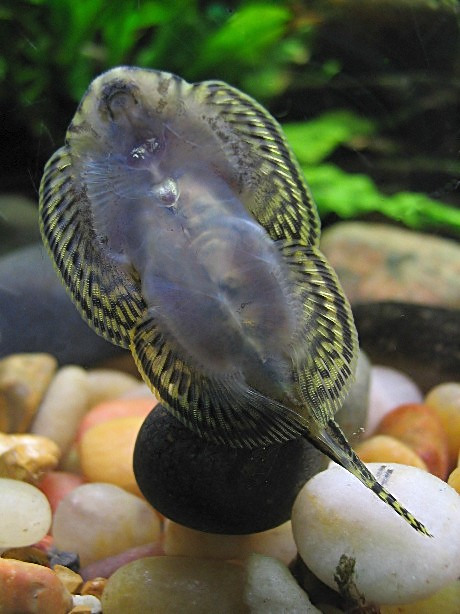 Sewellia lineolata, underside