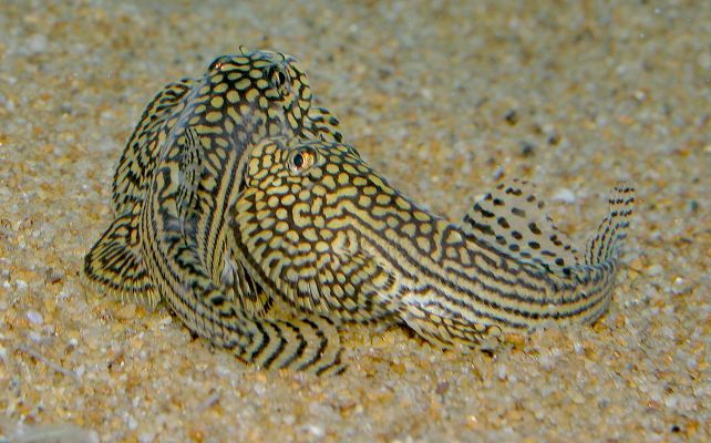 Sewellia lineolata - two males fighting