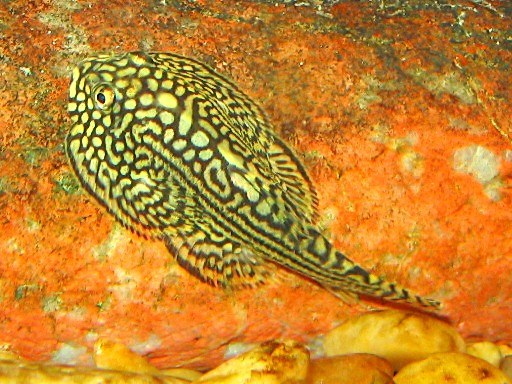 Sewellia lineolata