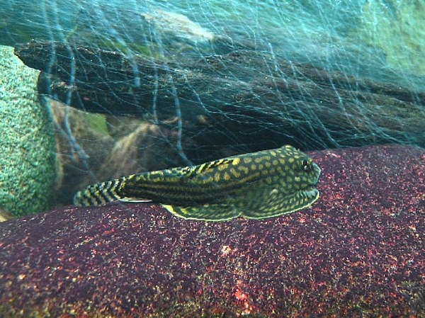 Sewellia lineolata - Male in water stream