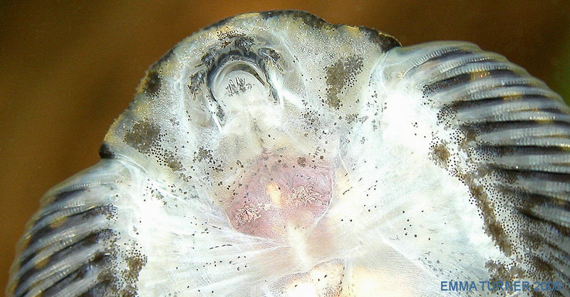 Sewellia lineolata - Mouth detail