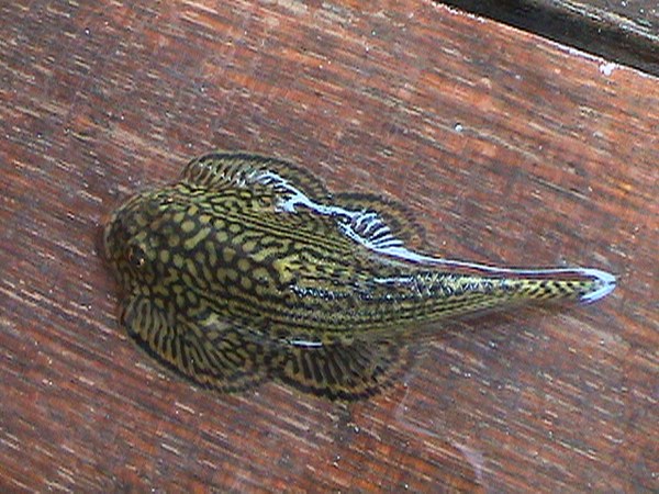 Sewellia lineolata, freshly caught male.