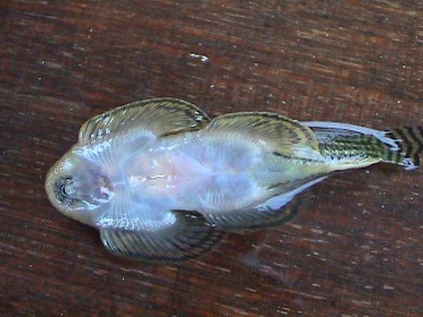 Sewellia lineolata, freshly caught male's underside.