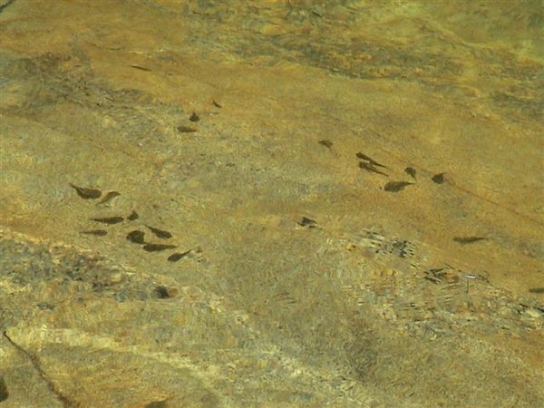 Sewellia lineolata, groups in natural stream.