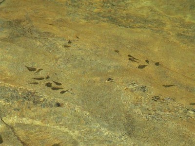 Sewellia lineolata, groups in natural stream.