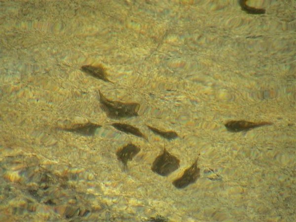 Sewellia lineolata, a group in natural stream.