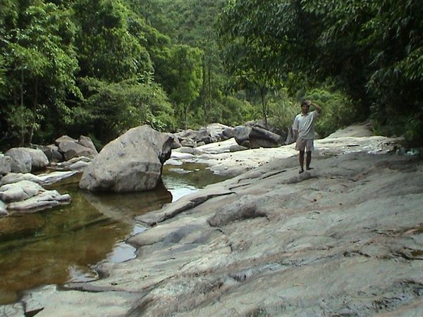 Sewellia lineolata, natural stream.