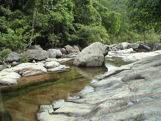 Sewellia lineolata, natural stream.