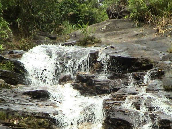 Sewellia lineolata, natural stream waterfall.