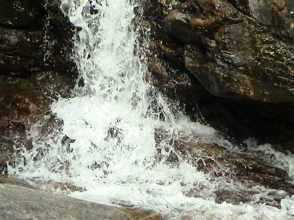 Sewellia lineolata, natural stream at base of waterfall.