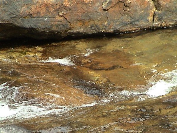 Sewellia lineolata, natural stream. Note extreme current.